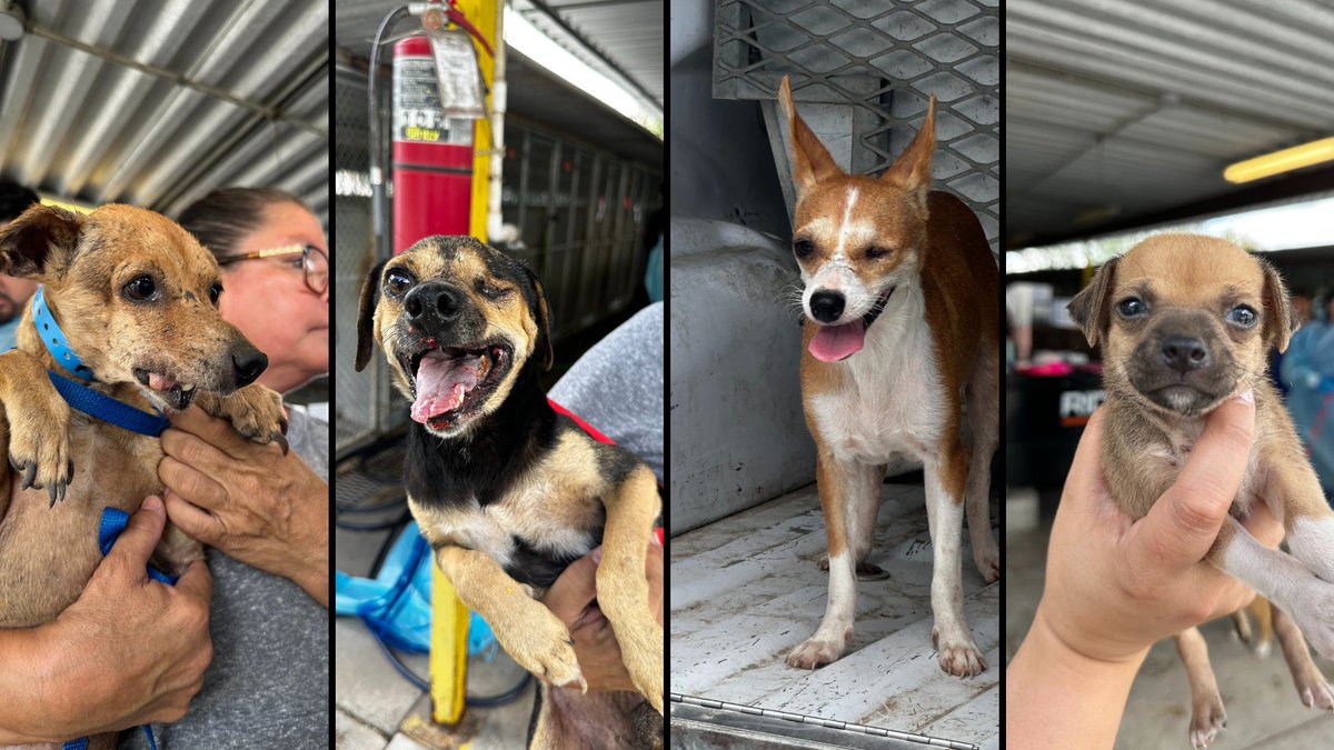 PVAS can't do it alone—join our efforts as we tackle a fourth hoarding case. Our Executive Director shares her insights in our latest blog: wix.to/7c3F0CR

#PVAS #rgv #riograndevalley #rgv956 #animalshelter #palmvalleyanimalsociety #pvascommunity #rgvcommunity