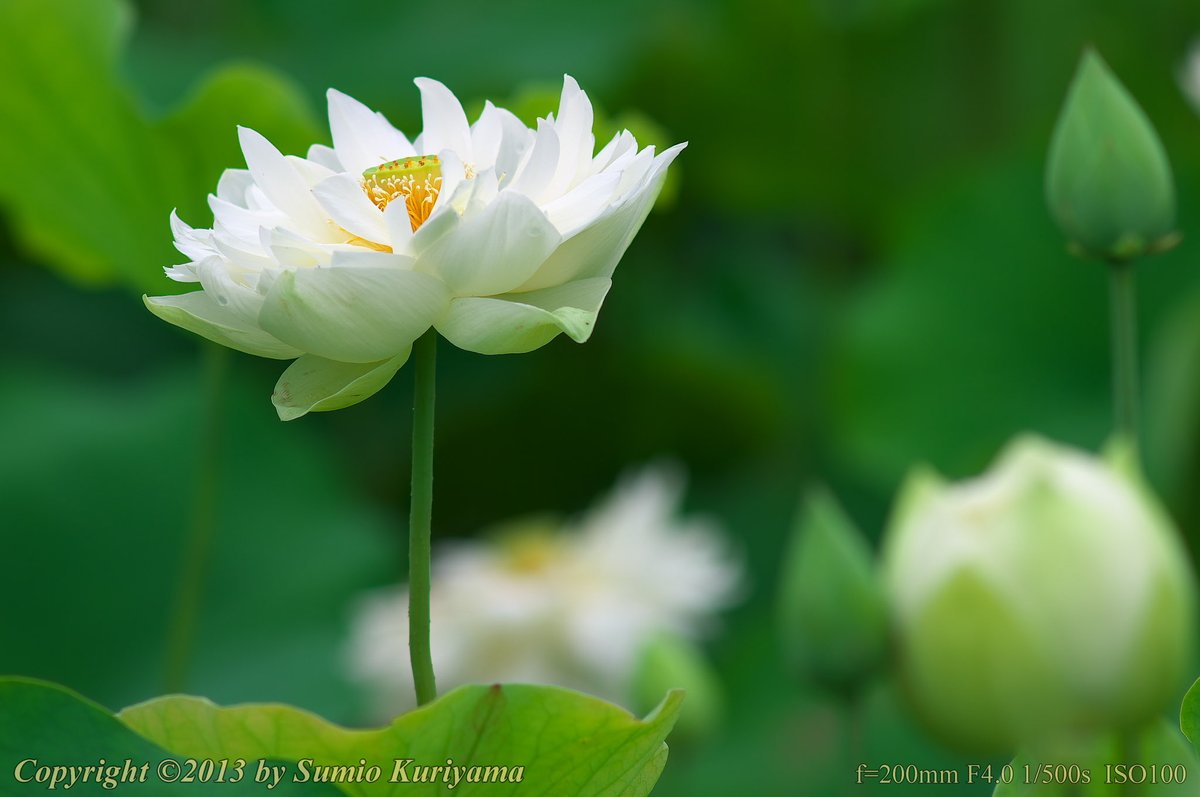 sumio_kuri's tweet photo. #ハス

#flowerphotography #Lotus #蓮 #八重咲き #Double_bloom #埼玉県行田市 #古代蓮の里 https://t.co/ipfEfBF9kw