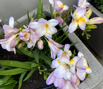 shining_you12's tweet photo. It’s not just the eyes that are tired, enjoy the flowers https://t.co/hG3KNj7QEv
