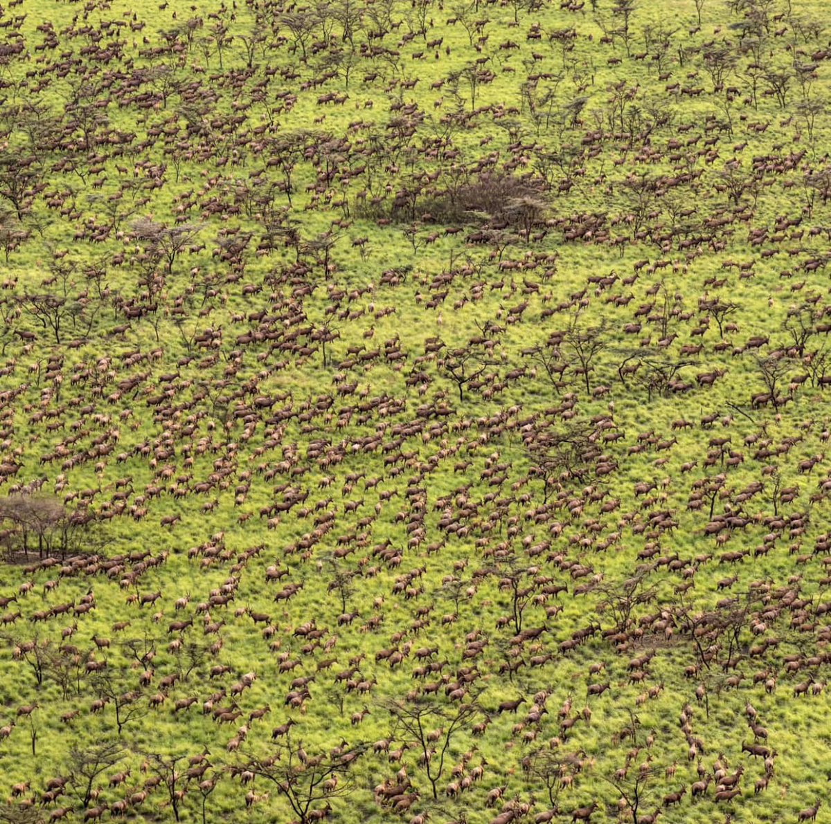 According to report released by Africa Parks, South Sudan has the largest wildlife in the world surpassing Seregeti of Tanzania
