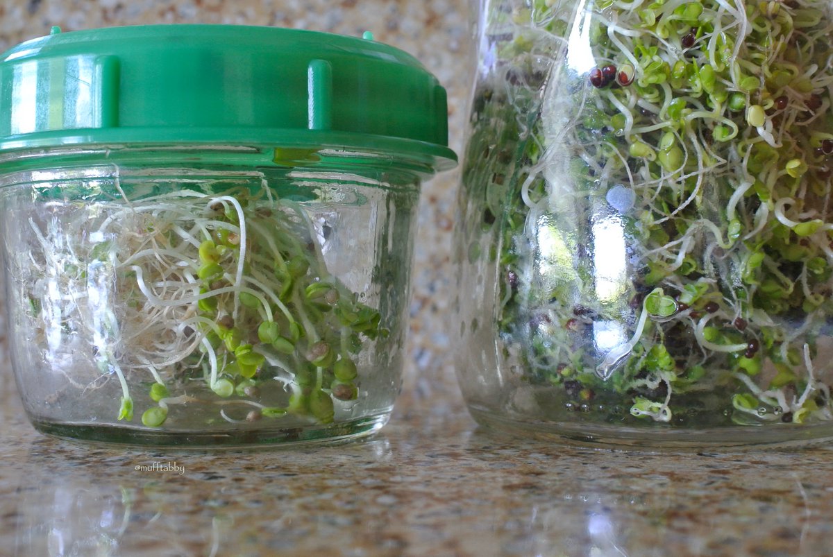 mufftabby's tweet image. 初めて育てた青じそのスプラウト。
発芽するかわからなかったので少量を。
種を浸水した日も含めて14日めです。
オニオンや白菜などスプラウトがもとの野菜の香りがするので期待しましたが普通のもやしの匂いしかしませんでした。
隣は浸水して4日めのブロッコリースプラウト。
#Sprouting #Sprouts