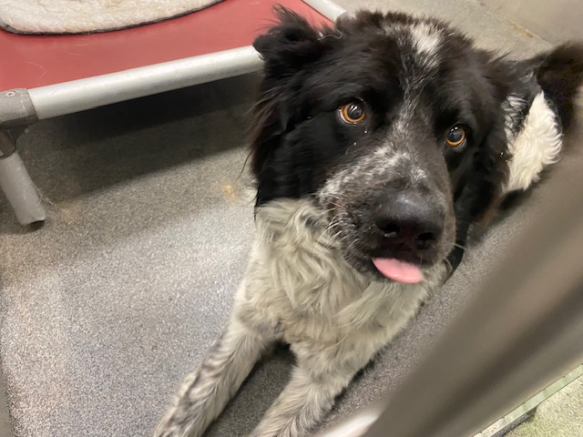 Suspense4568's tweet photo. 🆘🆘🆘TBK 6/28 #DallasTX SHELTER FULL FREE ADOPT OUT OF STATE 
Dax #A1216708 4 yr SOCIAL W🐕
#Oklahoma #Colorado #dogsontwitter #Plano #FortWorthTx #dogsontwitter #Nashville @tigers 
#Denton #Amarillo #houston #austin #Denton #Grapevine #families
#BorderCollie #AustralianHeeler https://t.co/Ajoek4JCl9