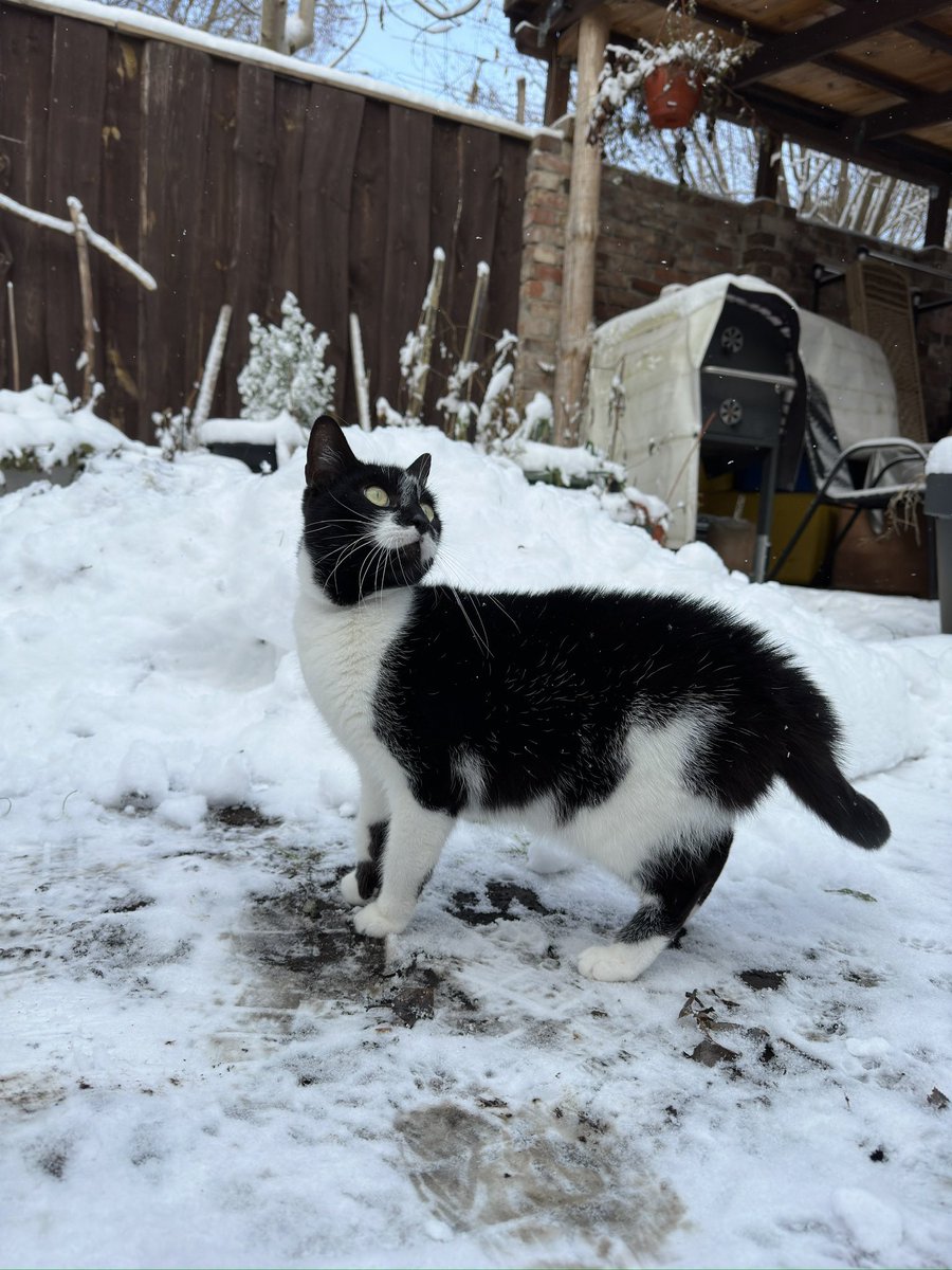 Zaginął mój kot..
Jeśli ktoś znajdzie takiego kota w okolicach Zielonej Góry to pisać do mnie 🚨🚨