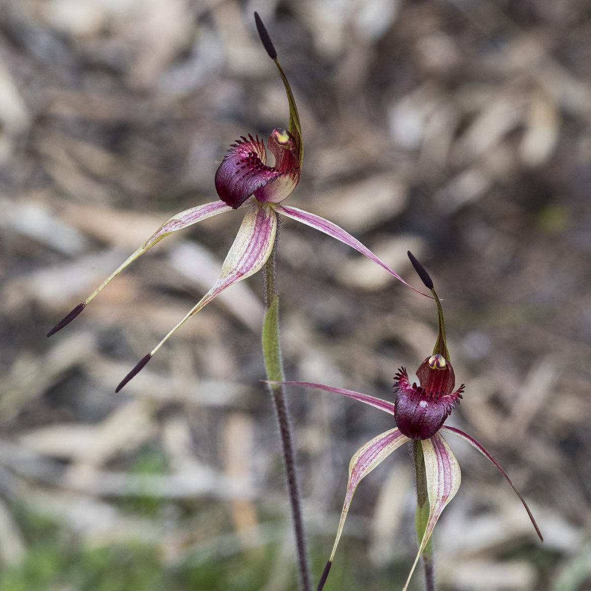 RBGV Science (@rbgvscience) on Twitter photo This week our Orchid Conservation Project leader Dr Noushka Reiter oversaw reintroductions of Critically Endangered 𝘊𝘢𝘭𝘢𝘥𝘦𝘯𝘪𝘢 𝘳𝘰𝘣𝘪𝘯𝘴𝘰𝘯𝘪𝘪 to native bushland increasing its chances of survival #RBGVScience #royalbotanicgardensvic
📸: Ryan Phillips & <a href="/BotanyDoc/">Alastair Robinson</a> This week our Orchid Conservation Project leader Dr Noushka Reiter oversaw reintroductions of Critically Endangered 𝘊𝘢𝘭𝘢𝘥𝘦𝘯𝘪𝘢 𝘳𝘰𝘣𝘪𝘯𝘴𝘰𝘯𝘪𝘪 to native bushland increasing its chances of survival #RBGVScience #royalbotanicgardensvic
📸: Ryan Phillips & <a href="/BotanyDoc/">Alastair Robinson</a>