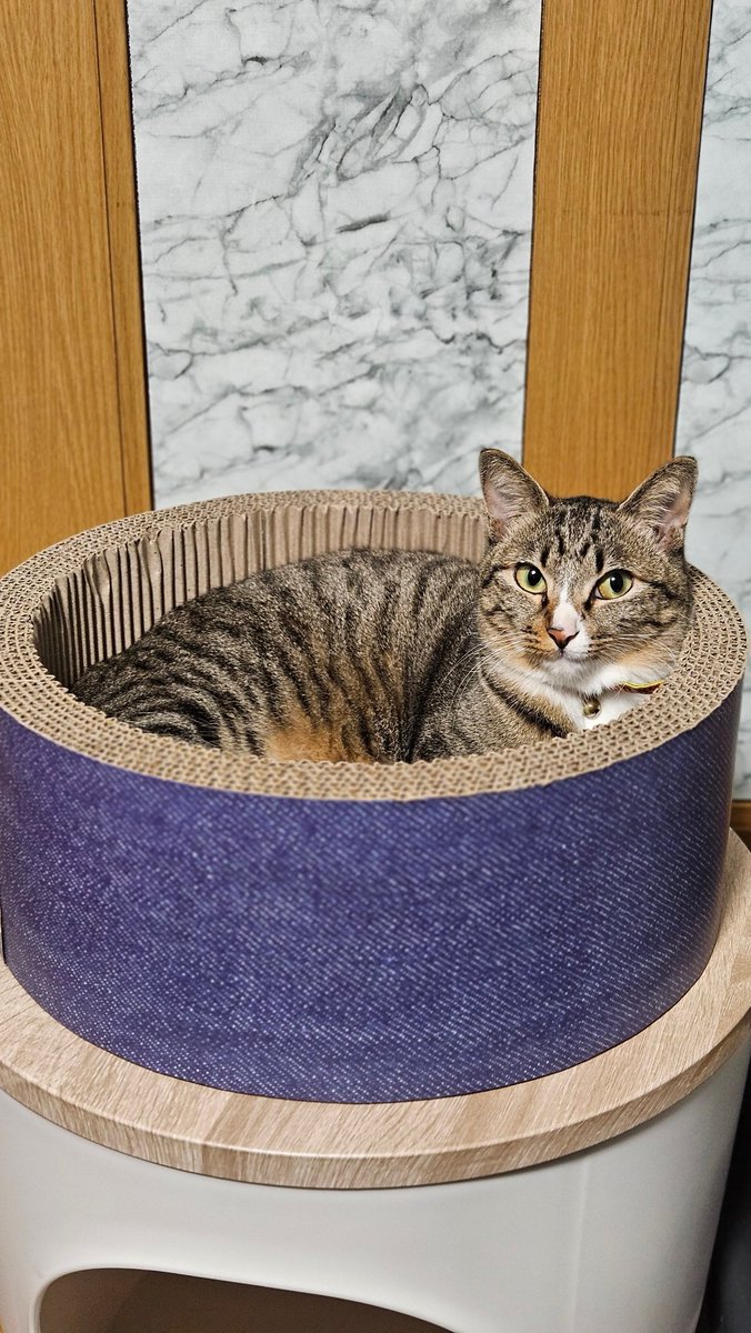 tomoyarr's tweet photo. 新しい爪とぎにご満悦な猫🐱 https://t.co/h1kgF7mRTG