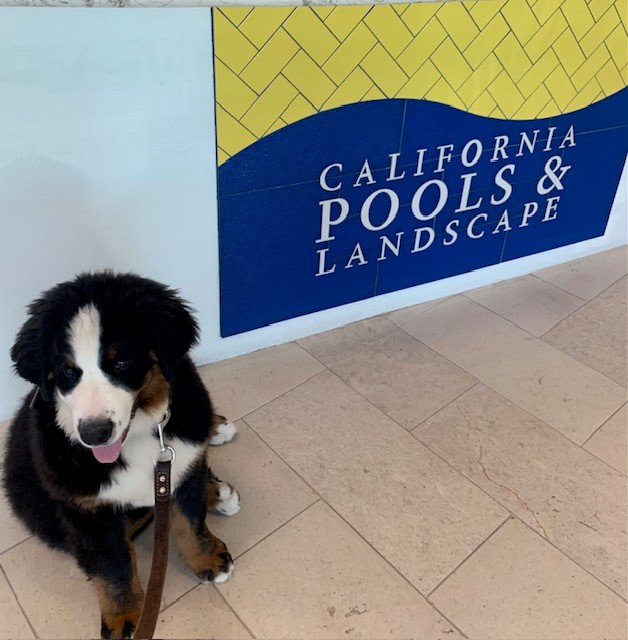calpool's tweet photo. Rolex stopped by our Scottsdale Design Center, he says it's time for a pool. πΆ β
#calpools #azpoolbuilder #azpoolcompany #dogsofx #arizonapoolbuilder #arizonadogs https://t.co/GZLOIMpIEL