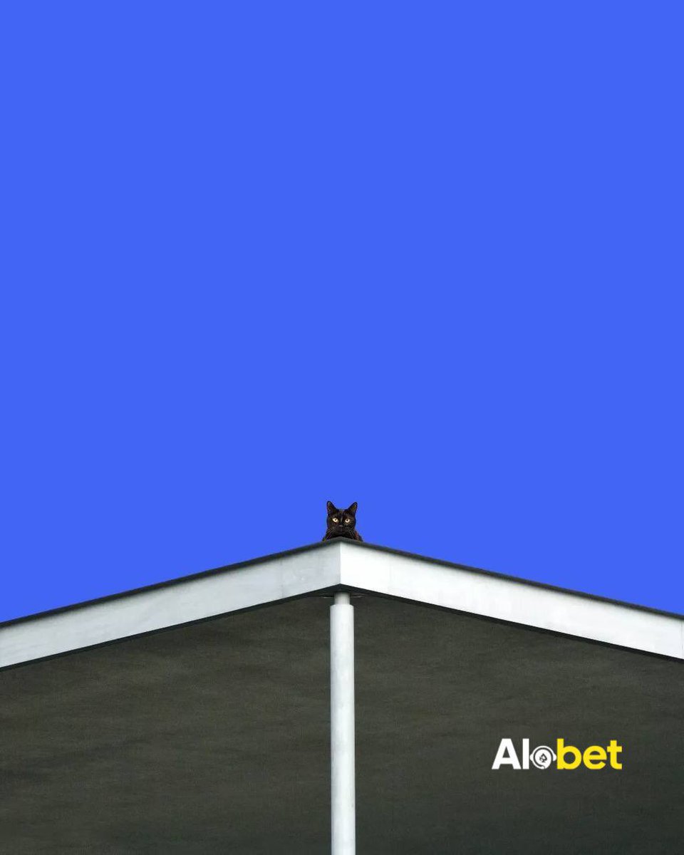 Kediler ve Köpekler (@patilerkulubu) on Twitter photo 