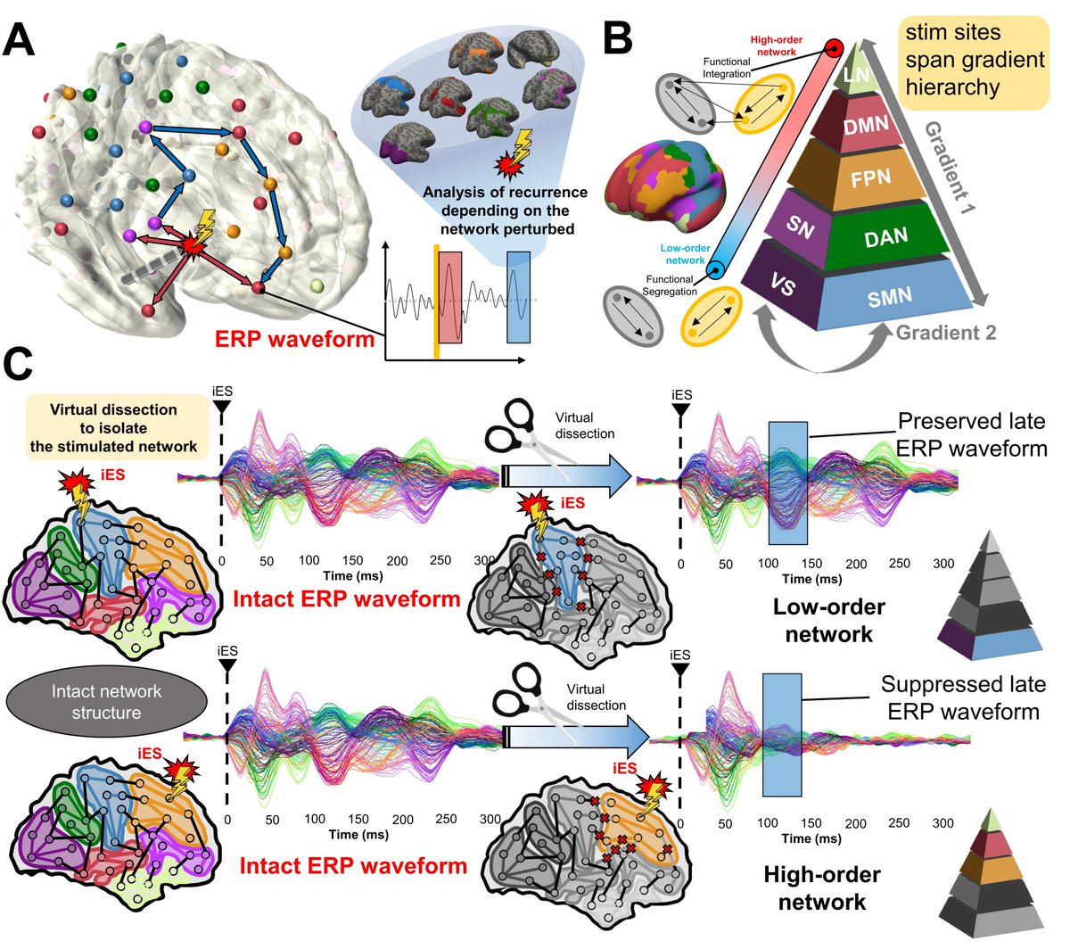 What are the differences in the propagation pattern between networks? Does it follow the ‘principal gradient’ hierarchy? 

Answer: #OHBM2024 - 3:45 PM, Grand Ballroom 103

<a href="/neurodidact/">John Griffiths</a>  <a href="/DrCoreyKeller/">Corey Keller</a>  <a href="/andreapigorini/">andrea pigorini</a> <a href="/saraparmi/">Sara Parmigiani</a> <a href="/CAMHnews/">CAMH</a> <a href="/KellerStanfordU/">Precision Neurotherapeutics Lab @ Stanford</a> <a href="/OHBM/">OHBM</a> <a href="/wake_sleep/">Sean Hill</a>