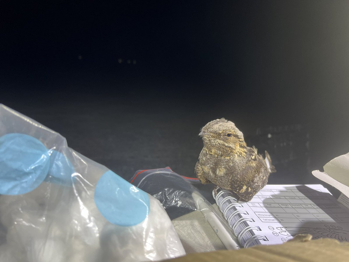 Busy night at the former airfield of #malle. Captured 14 birds, including 4 recaptured. Also found three predated nests. #nightjar