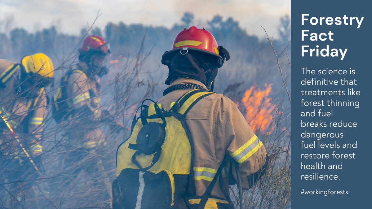 WAWorkingForest's tweet image. #ForestFactFriday #dyk🌲 #workingforests