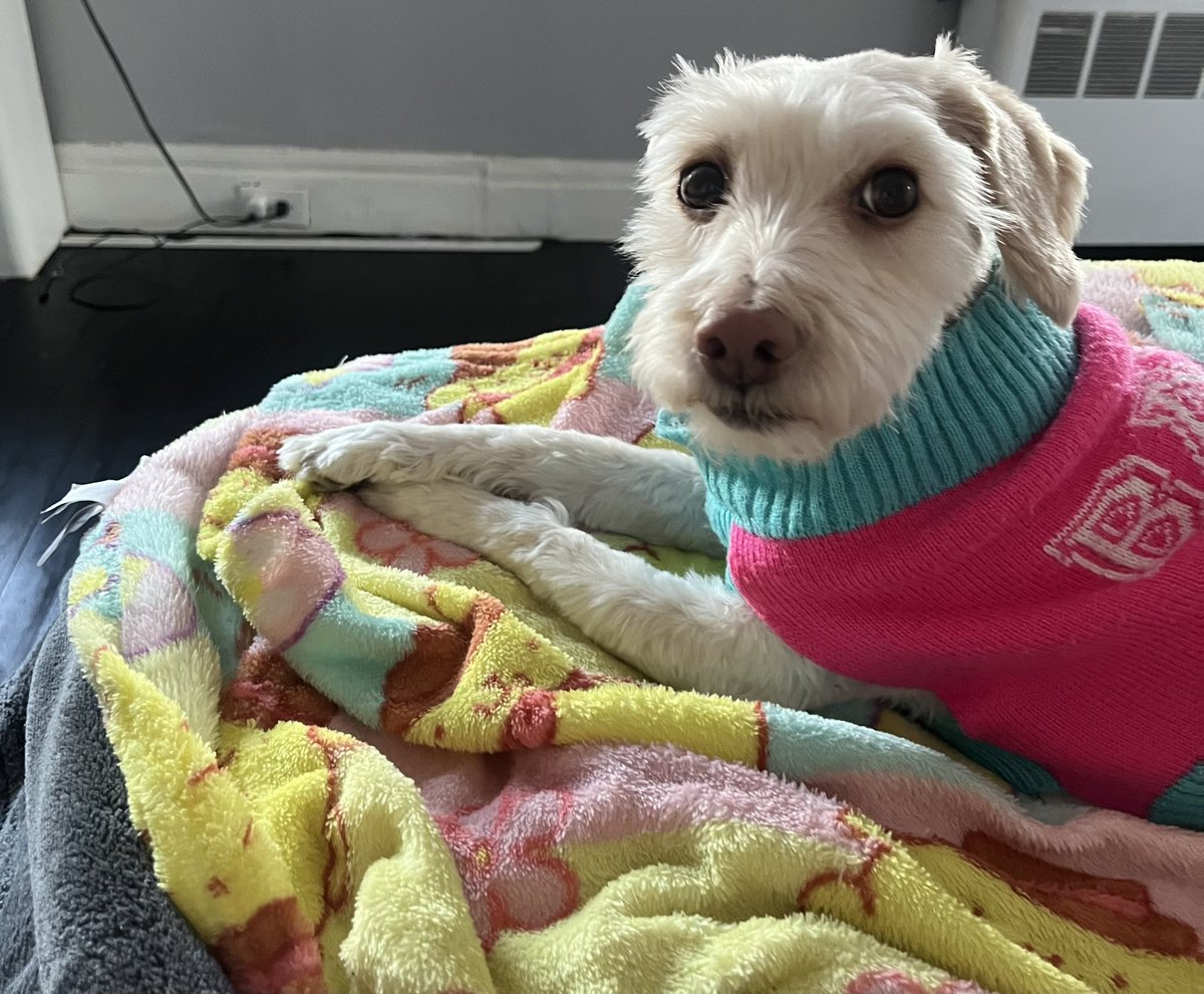 mishellyyyyyyy's tweet image. She listened to Jojo Siwa for the first time…