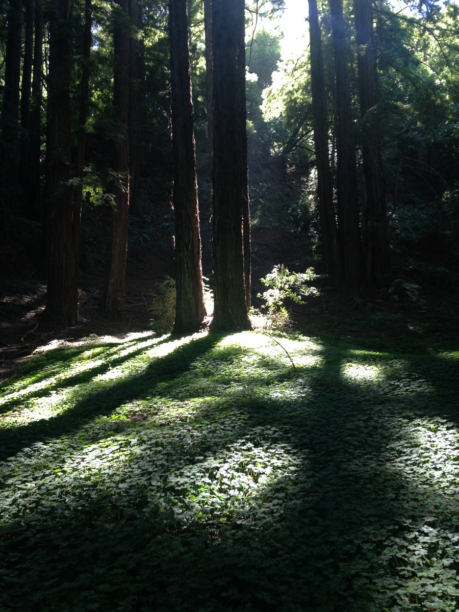 AlexSteffen's tweet image. When you spend a lot of time in wild places, you feel how the world is wild, and we're just camping in it.

Every once in a while, after that, you have the same realization walking through an enormous city — just a bigger campsite, and it's only been here for the blink of eye.