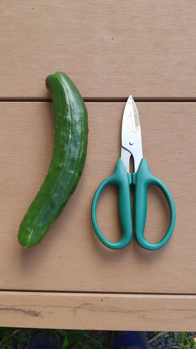 matchannel4's tweet photo. 撮り貯め放出中
収穫 #キュウリ コレクション

#キュリコレ🥒

#家庭菜園 https://t.co/i9e5rBz2iY