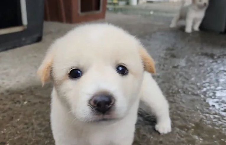 dogonboo's tweet image. จ๋นใจเก้บม๋าไปเลี้ยงมั้ย พี้สาว