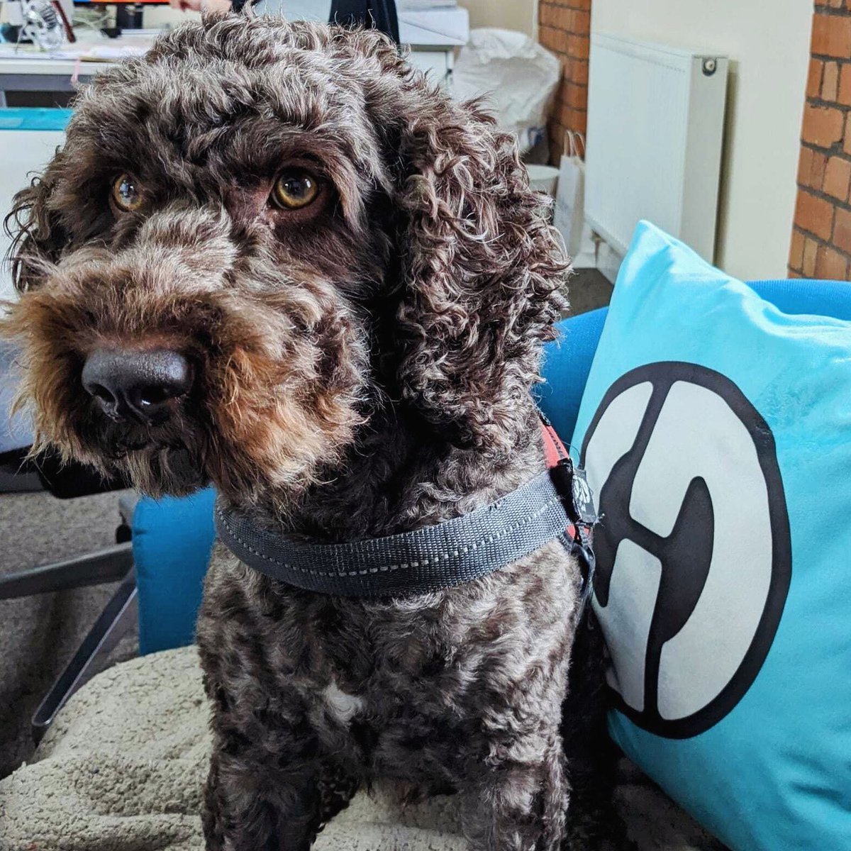 Sharon Stevens-Cash tweet media