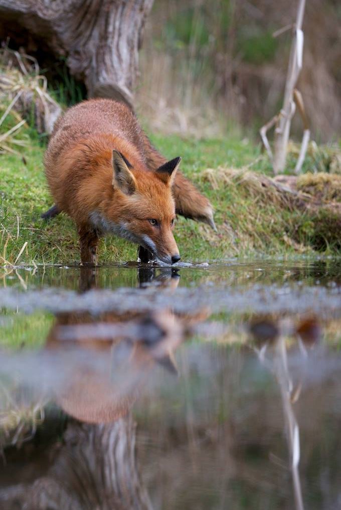 RichardBowler1's tweet image. Thirsty work, being a fox.
#FoxOfTheDay