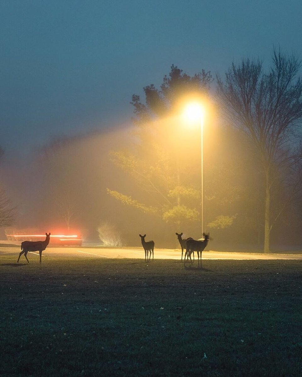 fubiz's tweet image. Cold &amp;amp; Mysterious Night ✨ by Michael McCluskey
#night #retro #blurry #misty