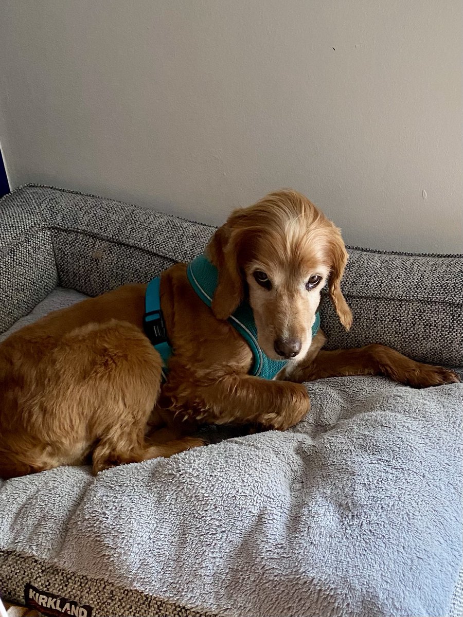 SpanielsSuper's tweet image. Mum?
Yes Bat?
Can we go to the beach with all our friends ⁦@SpringerSaint⁩ ⁦@HGrafdad⁩ today? &amp;amp; can we have fun &amp;amp; #ScotchEggs again please? #PleaseMum
Did you enjoy it Bat?
Oh yes mum, it was my #BestDay ever ⁦@SaveOurSpaniels⁩
#BatsBestDayEver
#BatsBestLife