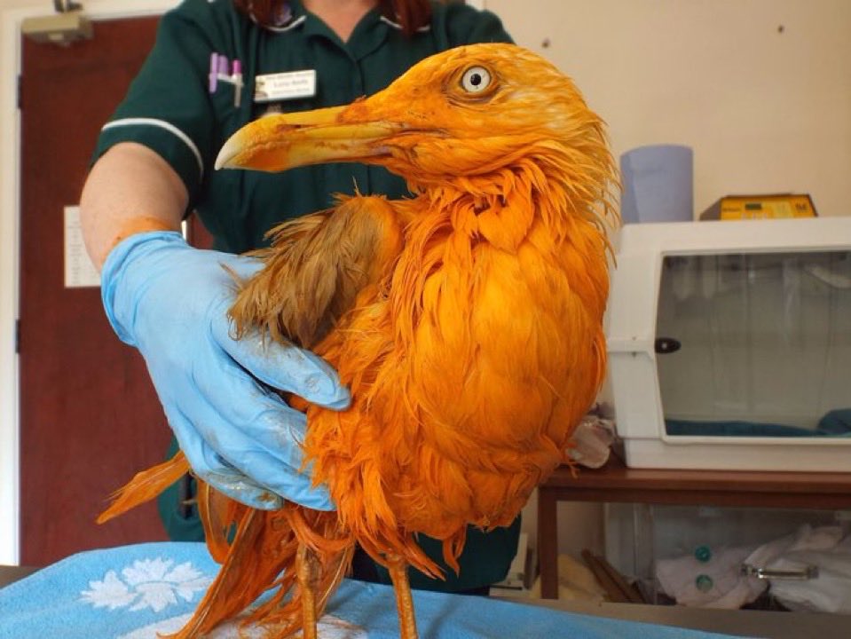 Mais quel est donc cet étrange oiseau orange ?
Et bien c’est goéland britannique tombé accidentellement dans une cuve de curry !
Le goéland qui voulait attraper un morceau de viande 🥩 a plongé dans la cuve, ressortant plutôt « épicé 🌶️ » 😂👇🏻
theguardian.com/environment/20…