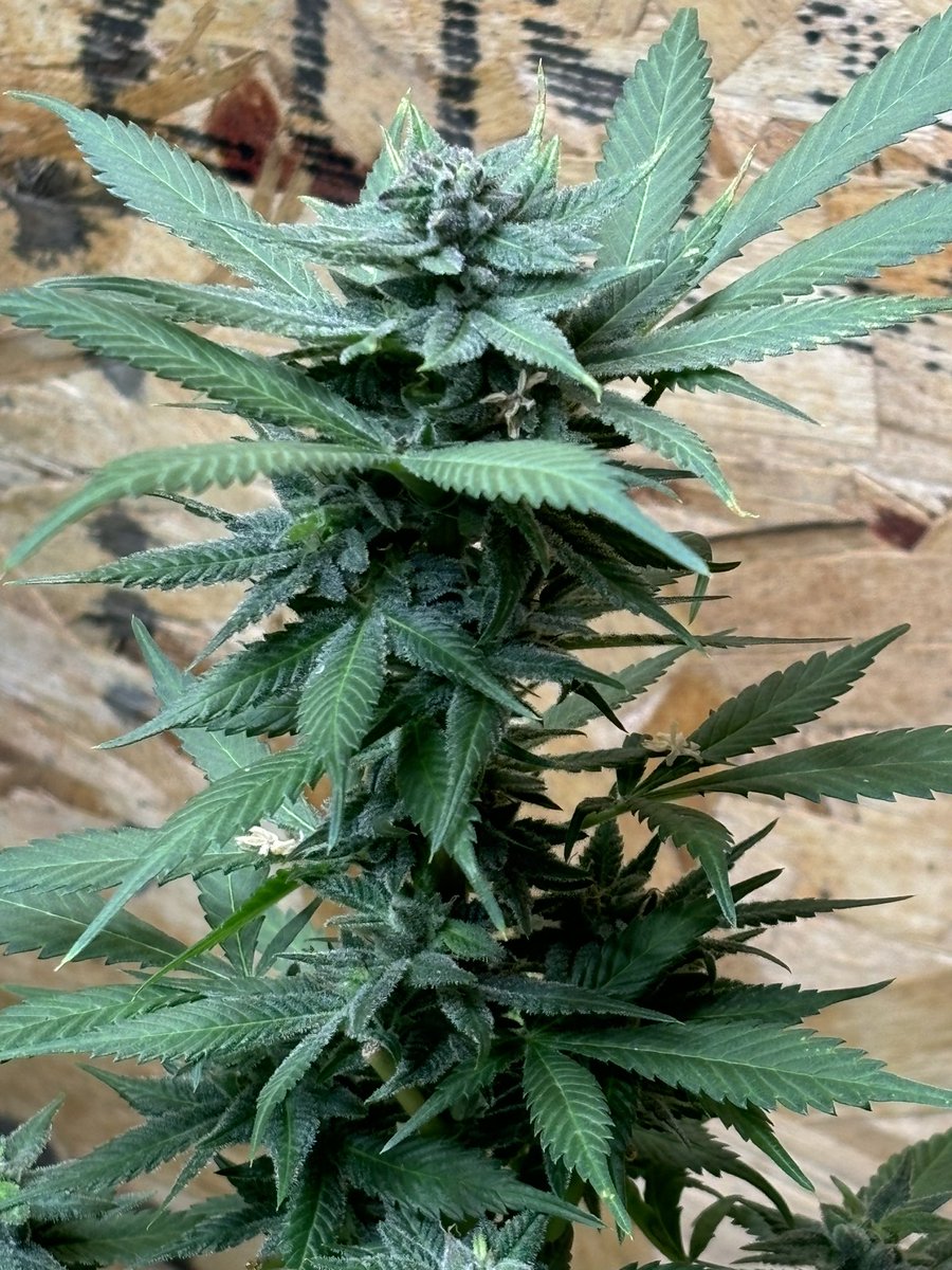 WeedVet's tweet image. Panama Red…