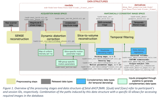 The developing Human Connectome Project fetal functional MRI release: Methods and data structures | bioRxiv biorxiv.org/content/10.110…