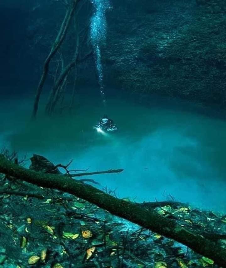 InformaCosmos's tweet photo. ¡INCREÍBLE! Un río en el fondo del océano donde las aguas no se mezclan 

En la península de Yucatán en México, hay un sitio surrealista, se trata del cenote Angelita, ubicado en Tulum(Quintana Roo). 

Luce como un río que corre debajo del agua.

Este fenómeno ocurre por una capa de sulfato de hidrógeno que se encarga de mantener la sal y el agua dulce separadas y aparece como una especie de nube de fondo.

Para completar el efecto, hay troncos y restos de vegetación que caen al cenote, creando una especie de “bosque submarino”.
