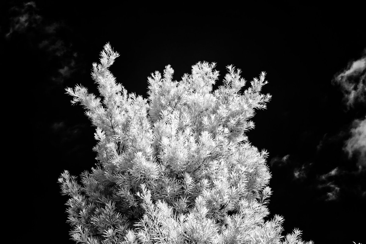 Infrared tree