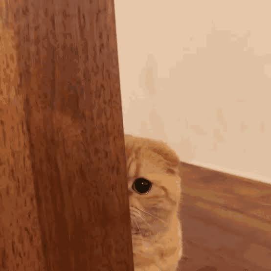EnochChan2014's tweet photo. I’m shy now ❤️

$shycat @shycat_cto https://t.co/3rGJnKP6S7