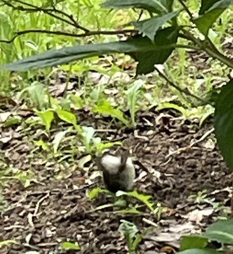 Usami40460873's tweet photo. 暑い🥵
中島公園のお祭り行ってきたけど、やっぱり物価高のせいで結構値上がりしてたなぁ😅
入り口入ってすぐのチキンステーキがタレに黒胡麻と一味入ってるのか秘伝ダレ美味しかったです😆
そして可愛い天使の決定的瞬間プリケツ激写してきました🤤🤤🤤 https://t.co/yVHMIQ9Mni