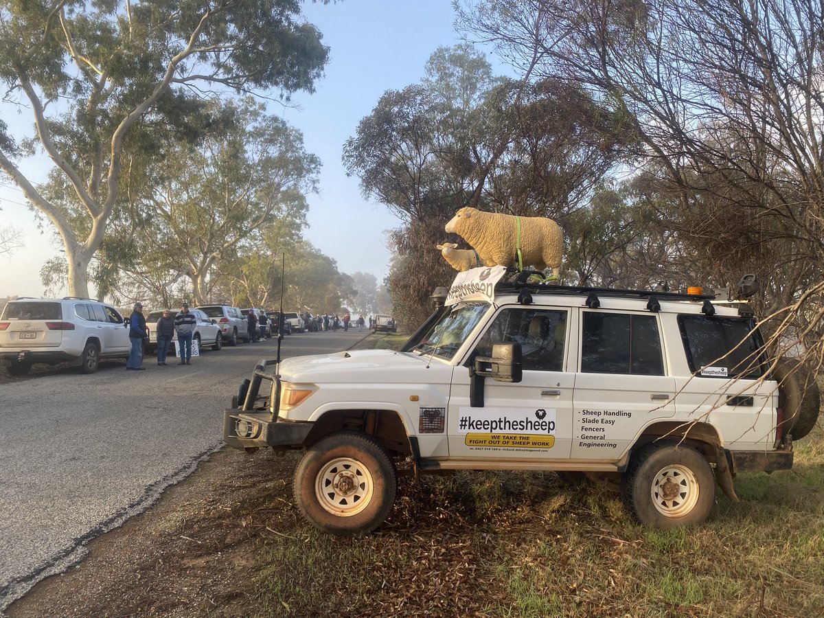#keepthesheep a chilly reception awaits!