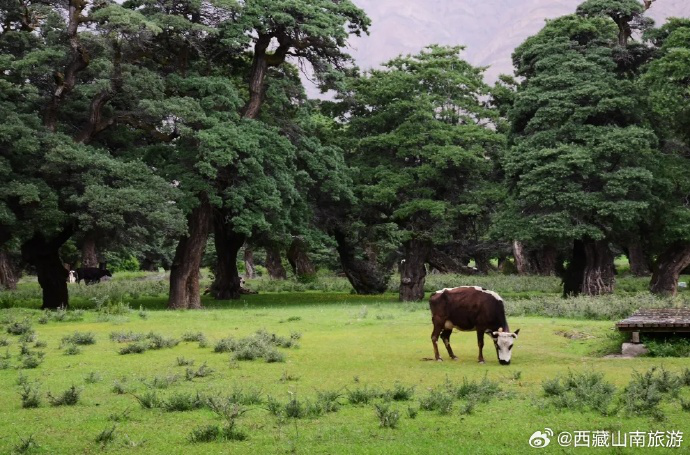 BarkhorLhasa's tweet photo. In Cuona City, Xizang of China, stands a thousand years of sea buckthorn forest, tenacious and tough. https://t.co/O7tc6XOrhe