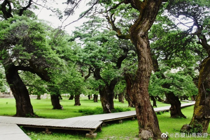 BarkhorLhasa's tweet photo. In Cuona City, Xizang of China, stands a thousand years of sea buckthorn forest, tenacious and tough. https://t.co/O7tc6XOrhe