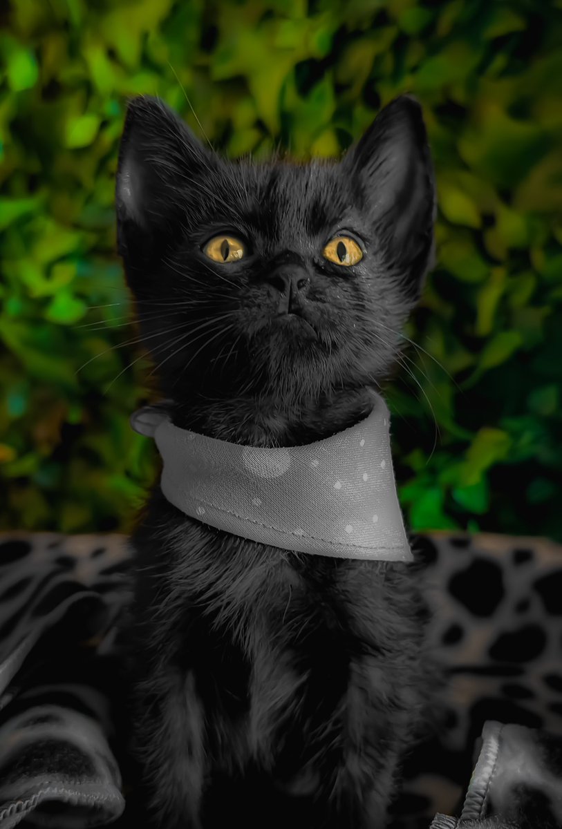luizfilipelima's tweet photo. eu sou o pai de pet mais bobo do mundo, mas olha q deusinha 🤌 🐈‍⬛ https://t.co/lOqVYbJSFk