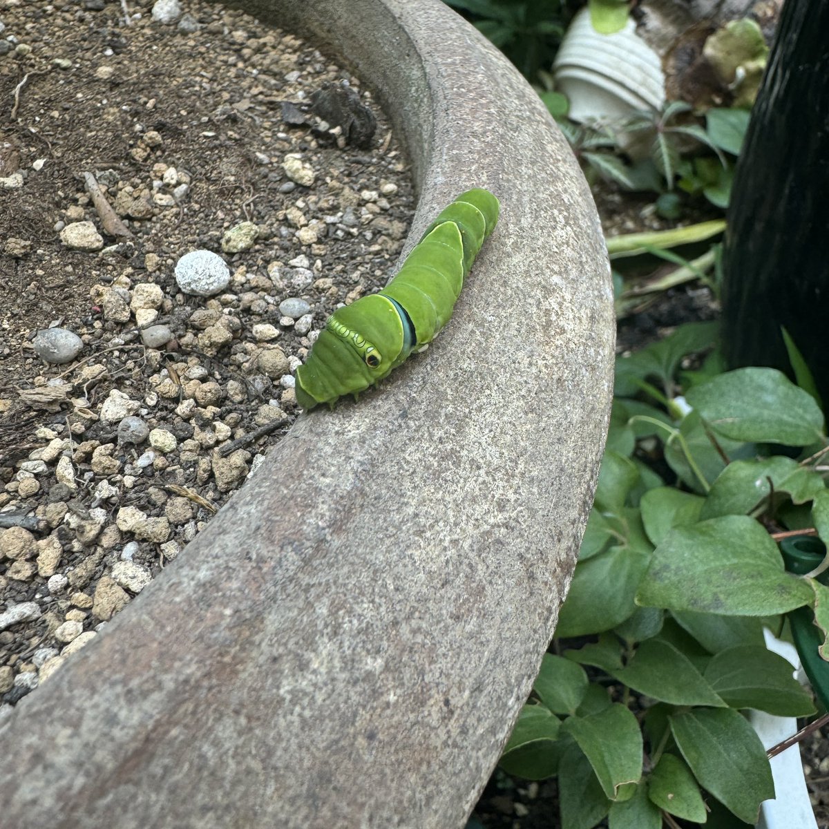 luff_fpw's tweet photo. 蛾の幼虫だと嫌な感じするのに、アゲハチョウの幼虫って言われると少し優しい気持ちになっちゃうのはなぜだろう https://t.co/SqeeBRndbc
