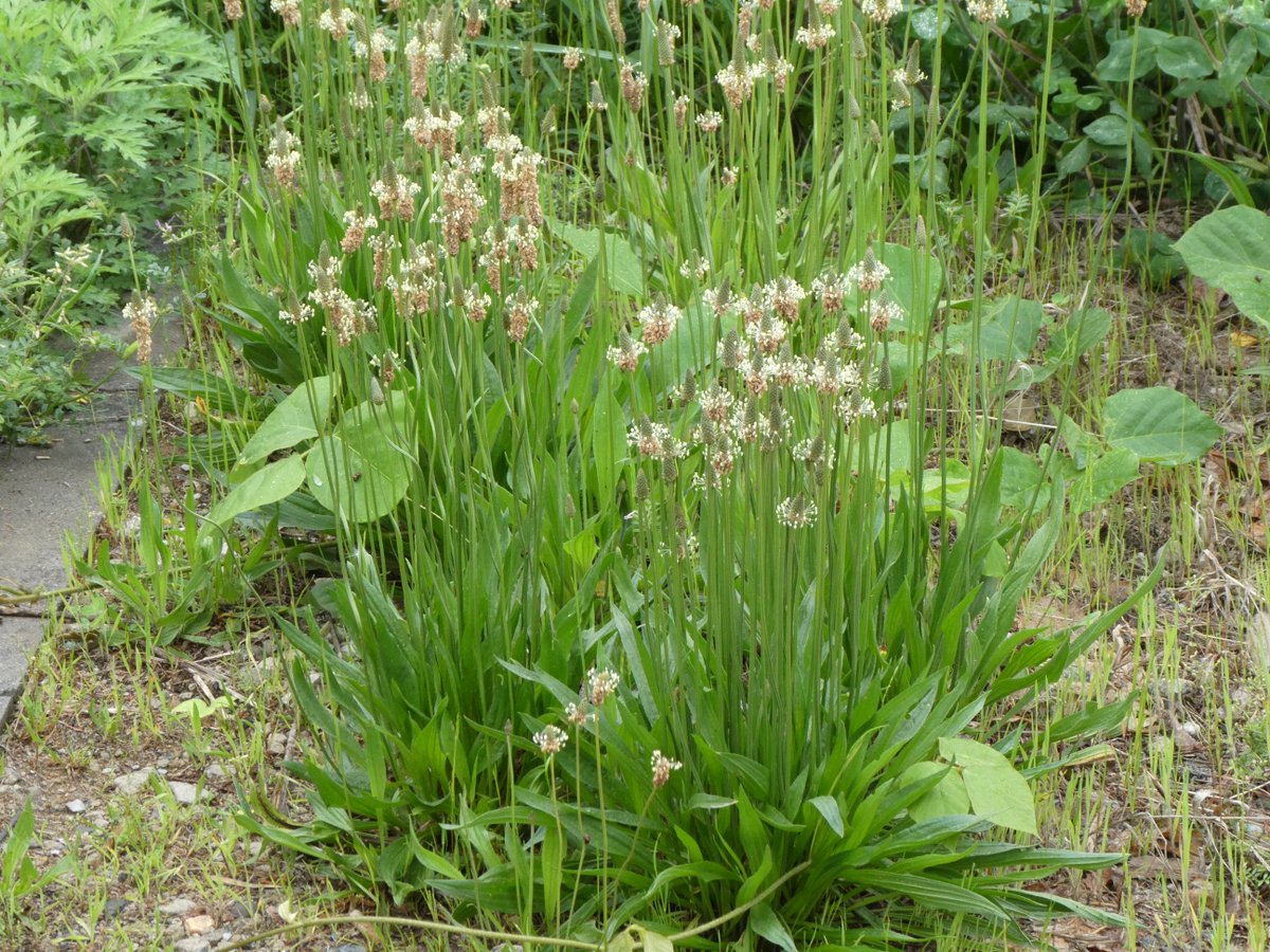 久遠澪/MioQ tweet media