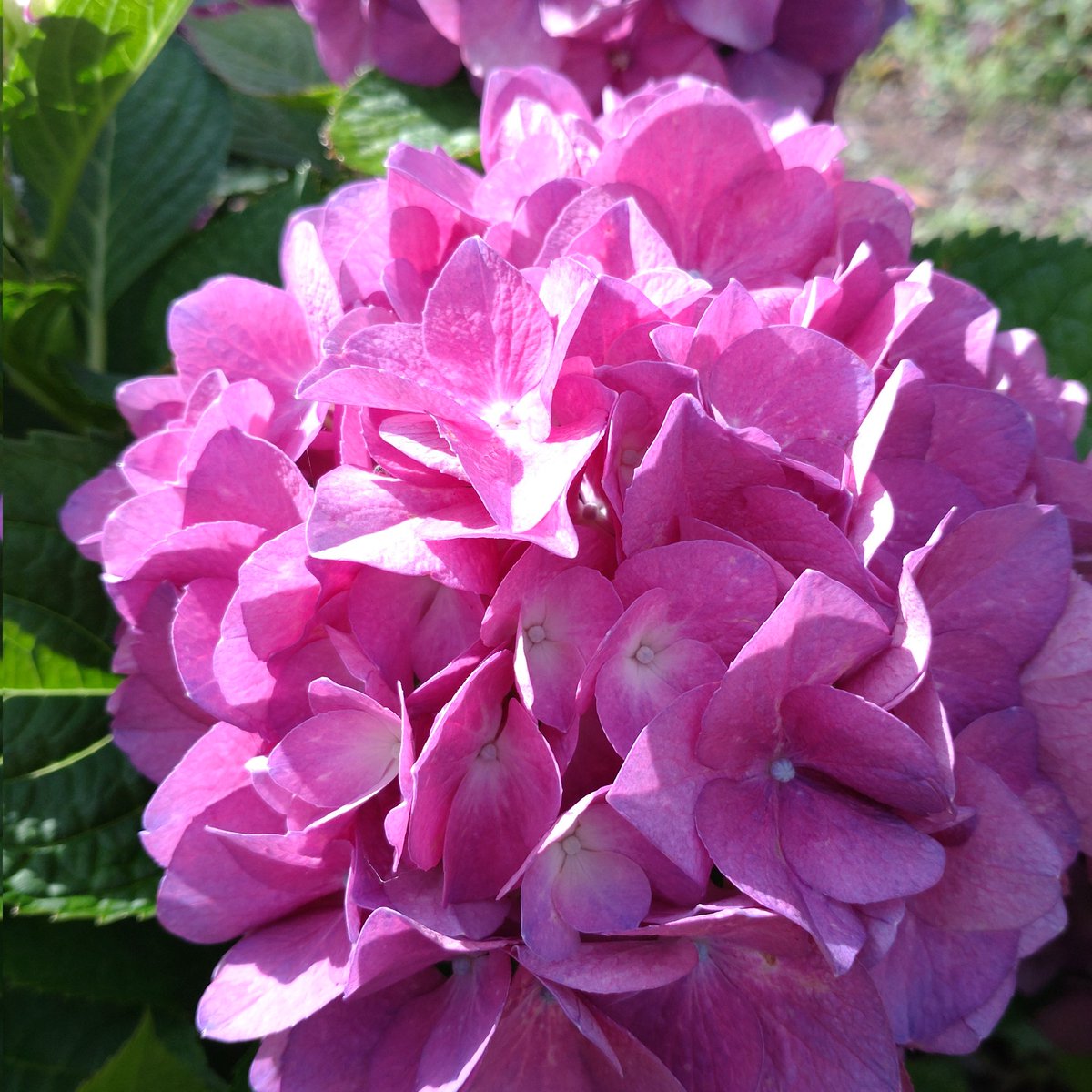 ecomameo's tweet photo. あじさいの花言葉は「移り気」や「浮気」「無常」。 この花言葉は、あじさいの花の色が時期によって変化することから付けられたと言われています。 色ごとの花言葉は、「青＝辛抱強い愛情」「ピンク＝元気な女性」「白＝寛容」です。 花言葉からも母の日には、ピンクのあじさいが好んで贈られている。 https://t.co/z2V7RGY47R