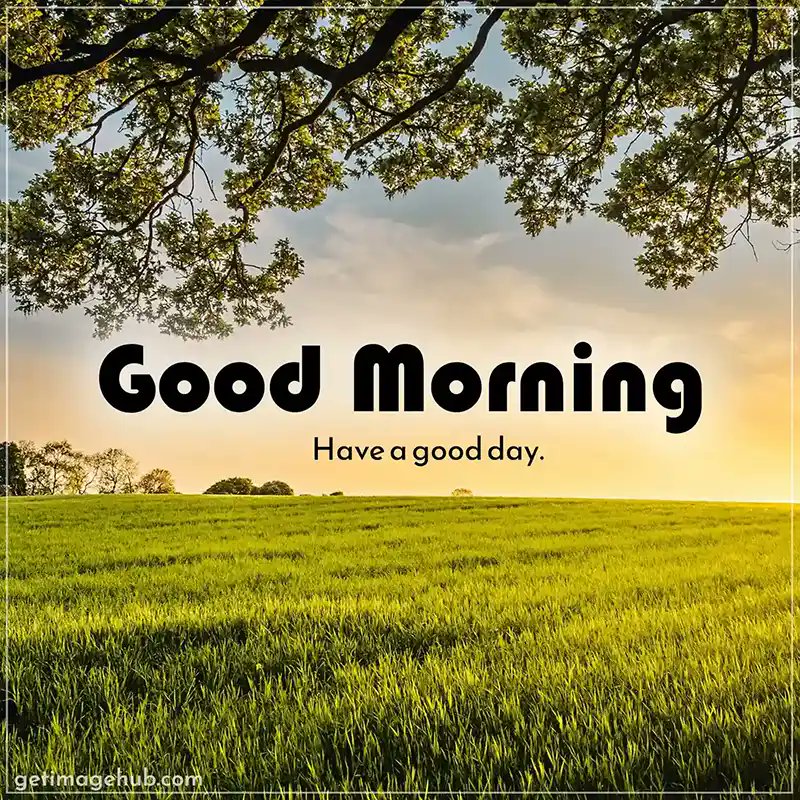 Hira Noor tweet media
