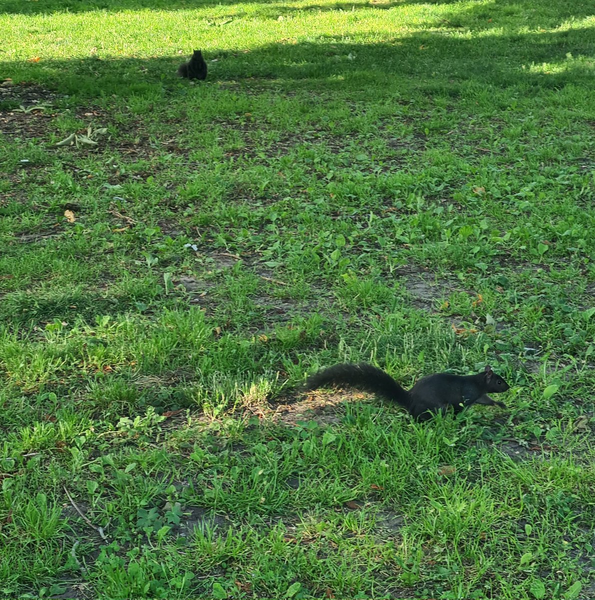 #ICND2024 Day 2 highlights
✅️ Transformational leadership workshop by <a href="/DanielleGalle15/">Danielle Gallegos, PhD, FDAA</a> 
✅️ Visiting the St Lawrence Market
✅️ Poster session on our research mapping BCTs across stages of intervention delivery 
✅️ Seeing a squirrel 
1/2