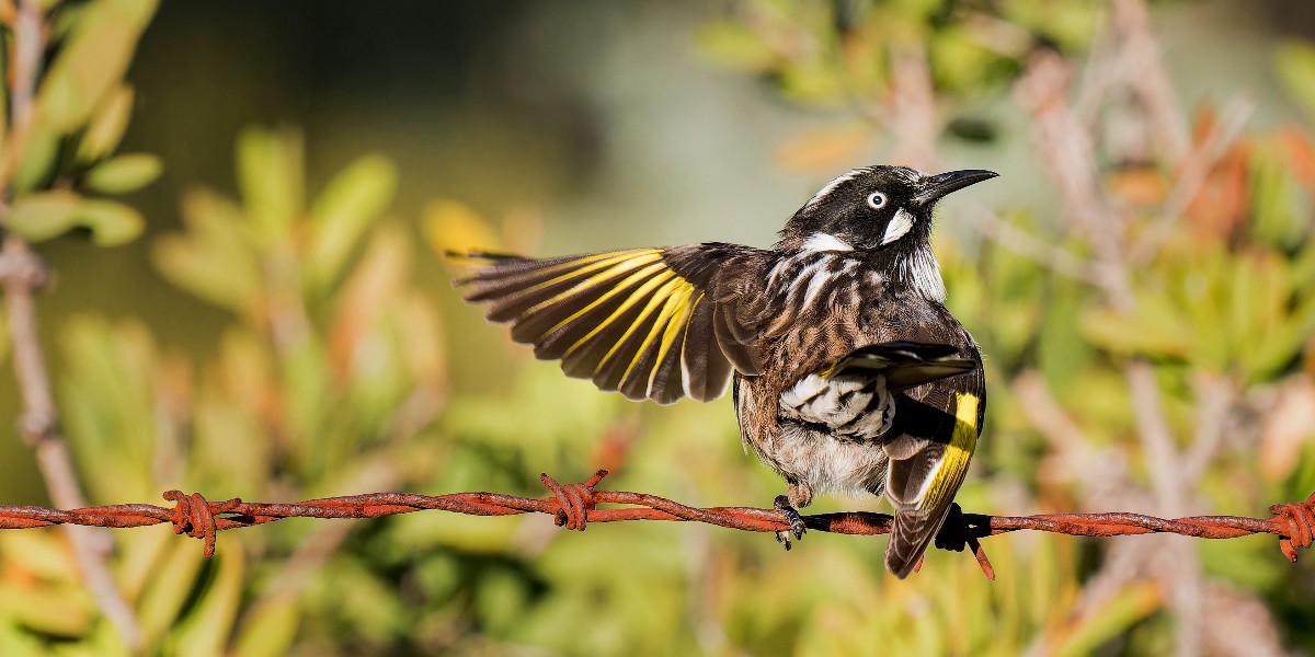 Australian National Botanic Gardens (@anbg) on Twitter photo Caption this for some Friday fun!
๐ธ New Holland Honeyeater (๐๐ฉ๐บ๐ญ๐ช๐ฅ๐ฐ๐ฏ๐บ๐ณ๐ช๐ด ๐ฏ๐ฐ๐ท๐ข๐ฆ๐ฉ๐ฐ๐ญ๐ญ๐ข๐ฏ๐ฅ๐ช๐ข๐ฆ) by Graham Gall, ANBG Friends Photography Group. For more info see friendsanbg.org.au/activities_phoโฆ
#photography #birds #nativebirds #honeyeater #naturephotography Caption this for some Friday fun!
๐ธ New Holland Honeyeater (๐๐ฉ๐บ๐ญ๐ช๐ฅ๐ฐ๐ฏ๐บ๐ณ๐ช๐ด ๐ฏ๐ฐ๐ท๐ข๐ฆ๐ฉ๐ฐ๐ญ๐ญ๐ข๐ฏ๐ฅ๐ช๐ข๐ฆ) by Graham Gall, ANBG Friends Photography Group. For more info see friendsanbg.org.au/activities_phoโฆ
#photography #birds #nativebirds #honeyeater #naturephotography