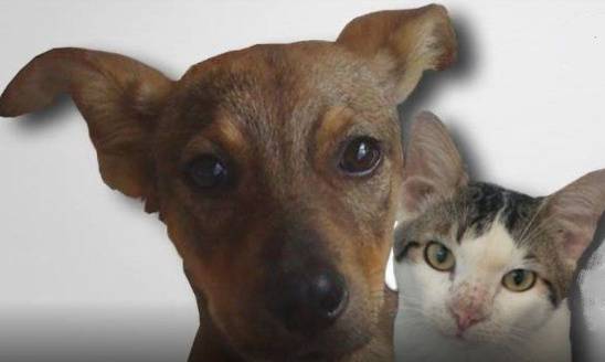 Guadeloupe Animaux tweet media