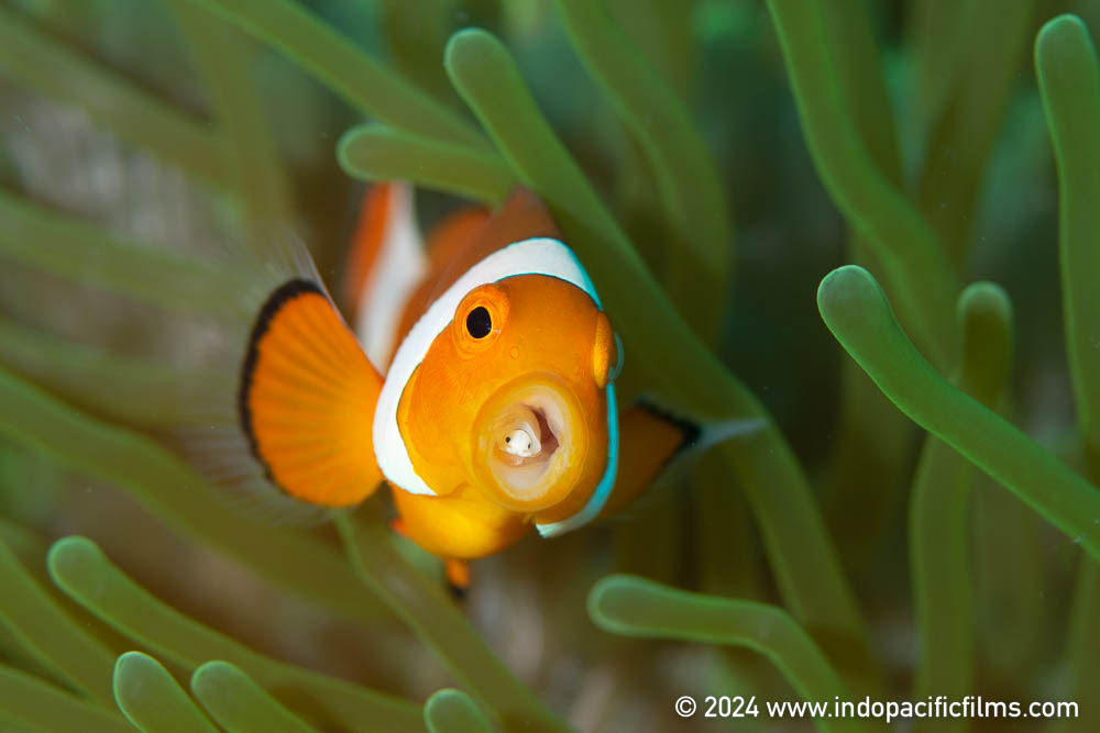 FilmsIndo's tweet photo. One of the keys in natural history filming is capturing unique behaviours. The marine world offers so many opportunities to capture interesting behaviour. One example is this parasitic louse which has taken over the tongue of this anemone fish. Lembeh Strait, Indonesia https://t.co/MOwqeiiNrM