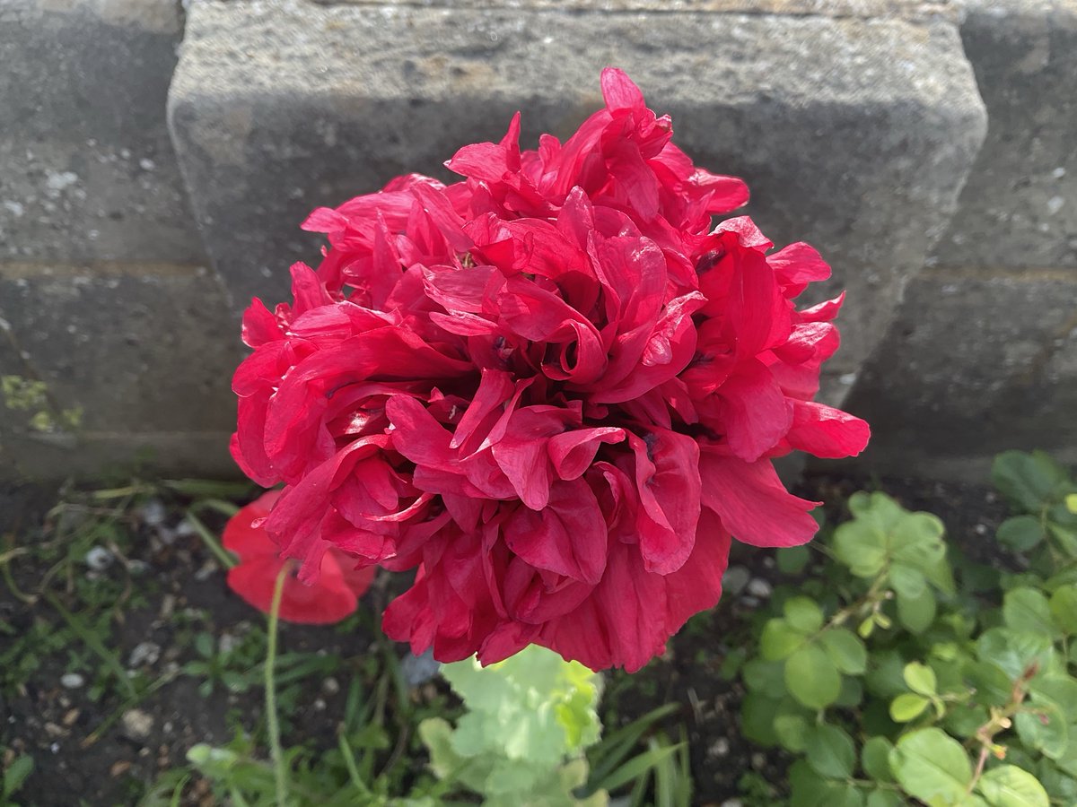 wpacker2's tweet photo. I love the #poppies at this time of year https://t.co/GlOp27vuzm