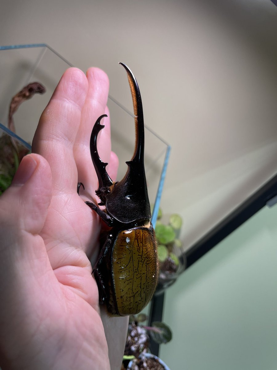 airbugshuang's tweet photo. A very nice looking #Dynastes ecuatorianus https://t.co/7igkSJuCpV