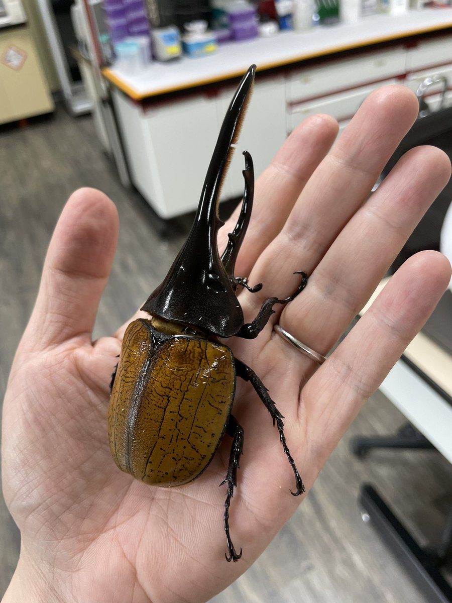 airbugshuang's tweet photo. A very nice looking #Dynastes ecuatorianus https://t.co/7igkSJuCpV