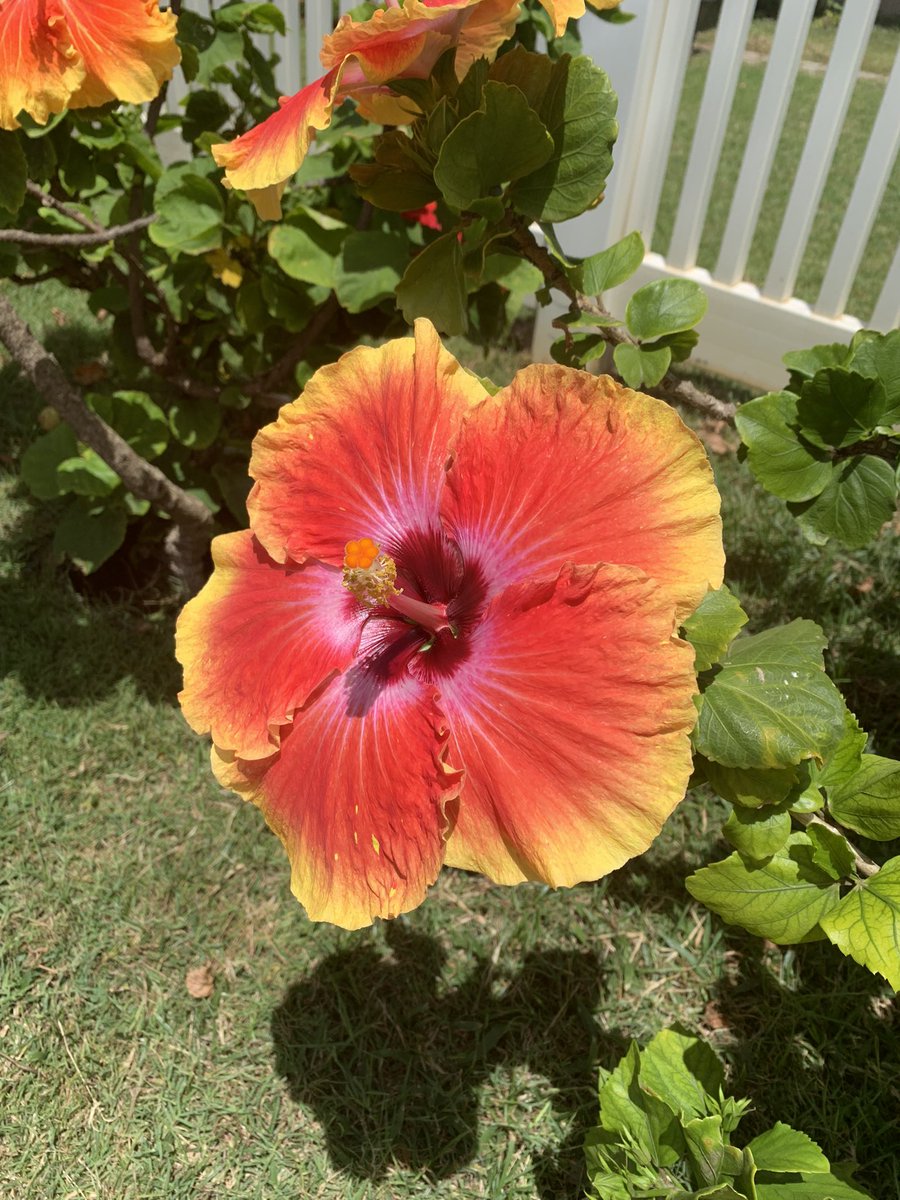 richorstad18's tweet image. All good things must come to an end but will hold onto these memories forever. Can’t wait to return to our second home and will live vicariously through others until we come back. Thank you, Kauai and Maui. 🙏🌺

Meanwhile, I did finish 3 books, 2 scripts, and 1 rewrite. #WriteOn