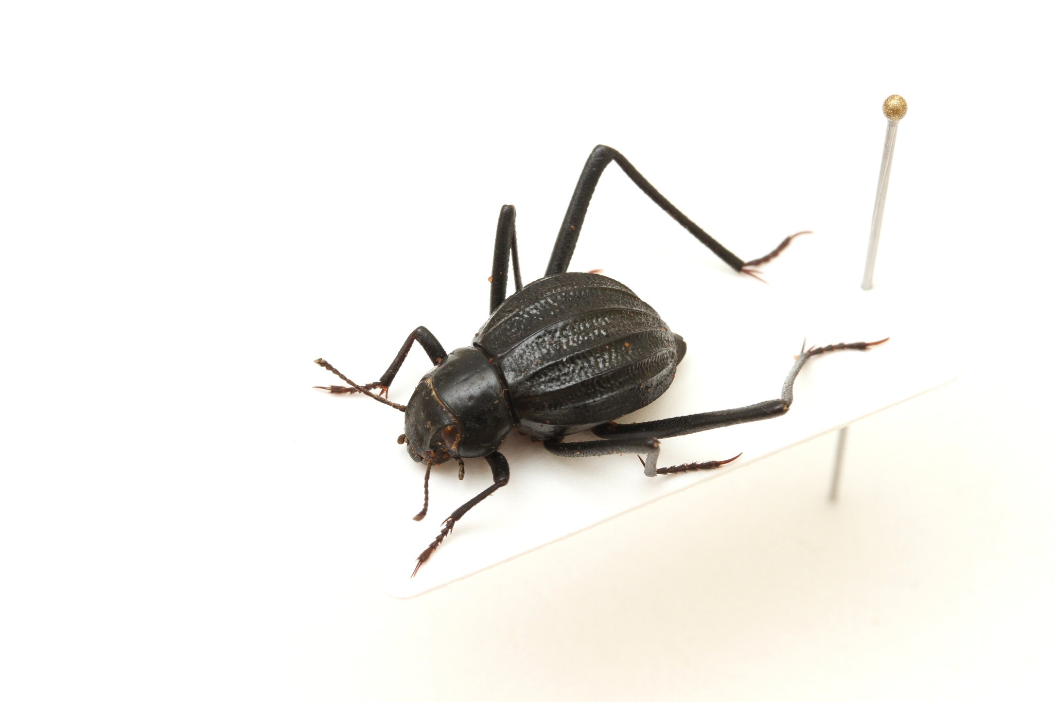 ナミビア産キリアツメの一種 ナミビア産キリアツメの一種