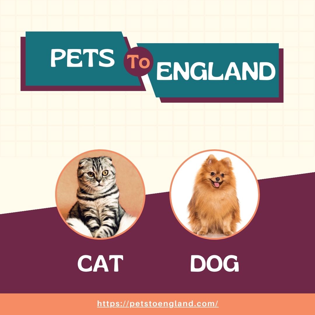 petstoengland's tweet image. Planning a move with your furry friend? Discover essential tips and regulations for bringing Pets To England. Make the transition smooth and stress-free for your beloved companion! #PetTravel #PetsToEngland