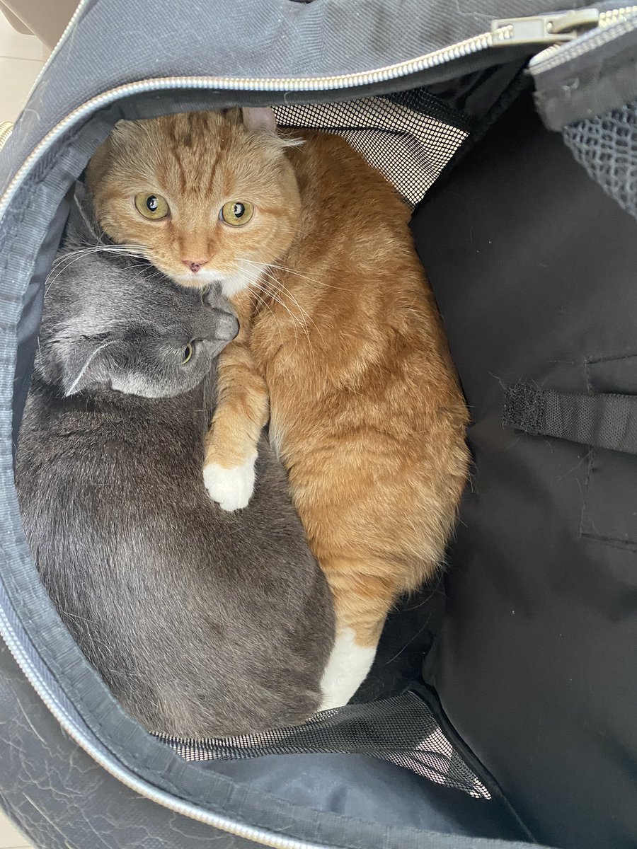 chainezu's tweet photo. 引っ越ししました
ビビるねずを守るお姉チャイ🥺 https://t.co/uKU72PGhmY