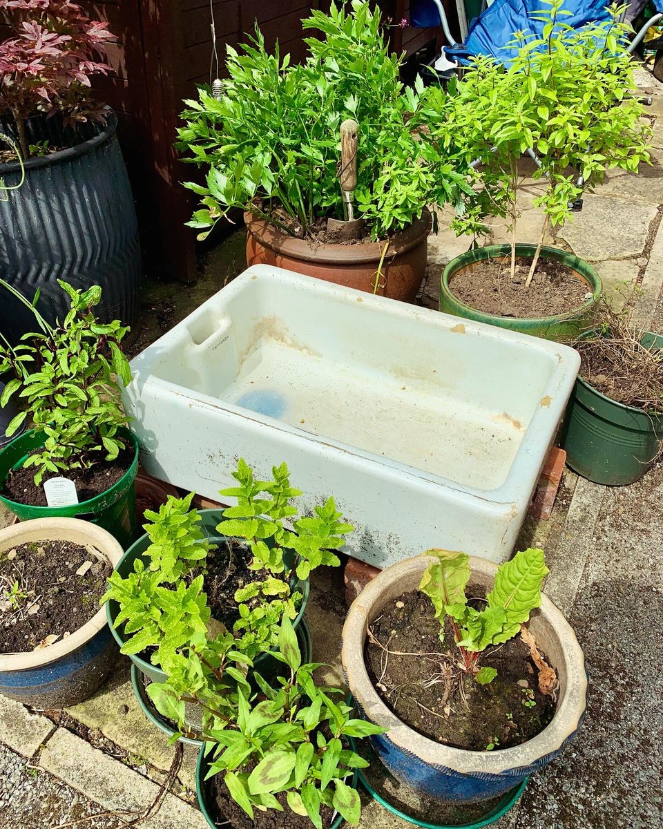 LyndonMarquis's tweet photo. ¡¡¡Project #TinyPond is go!!! I probably need to get some plants… https://t.co/hUrSaxF9SJ
