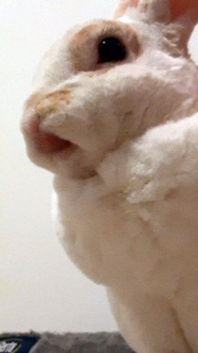 floorsharkmomma's tweet image. Mlems to all who need them! #CloverRex #bunnyisms